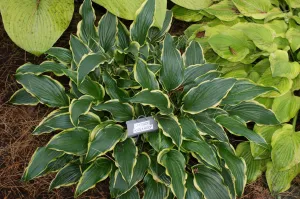 Lakeside Hoola Hoop Hosta