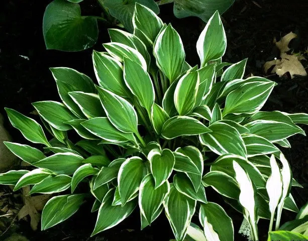 Little White Lines Hosta