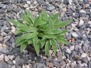 Little White Lines Hosta